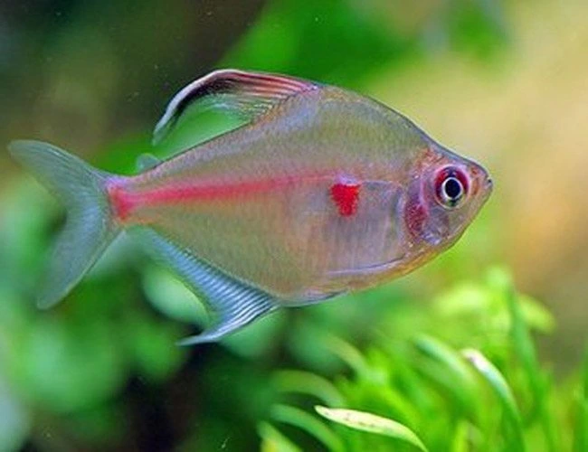 Bleeding heart tetra swimming in an aquarium
