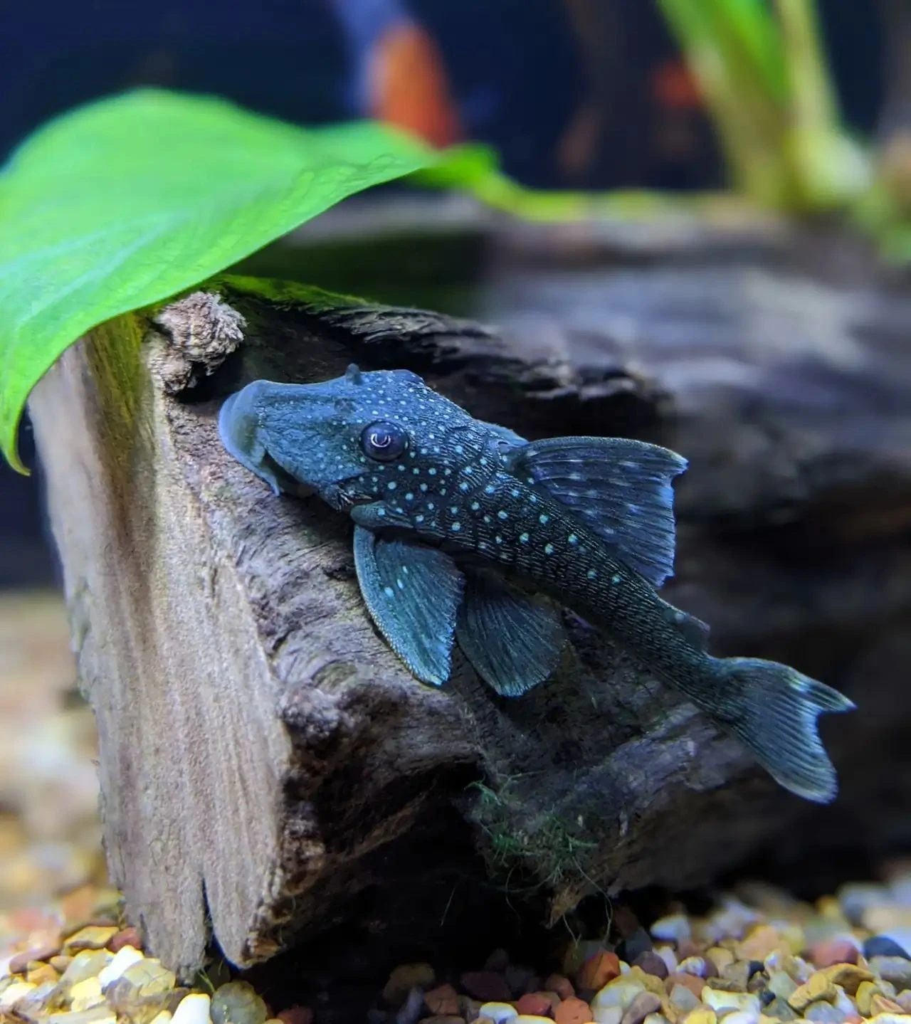 Blue phantom pleco attached on aquarium rock in a fish tank