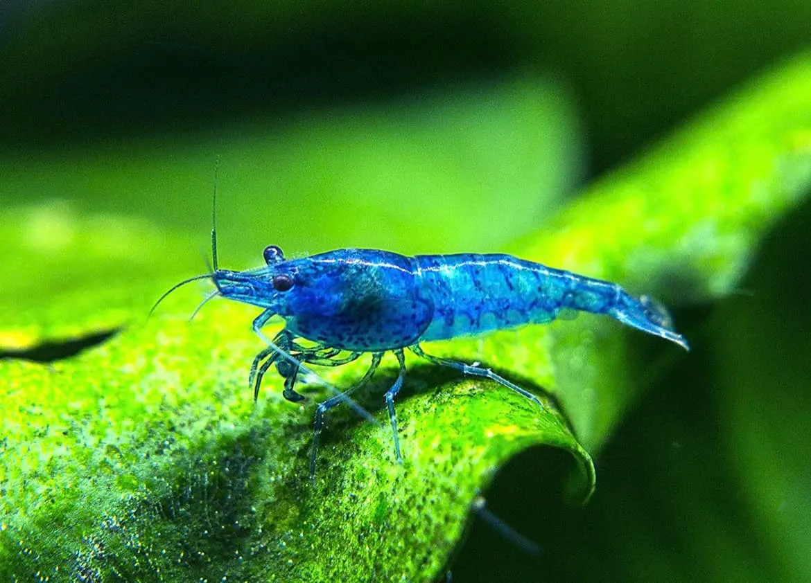 Blue velvet shrimp on an aquatic plant leaf in an aquarium