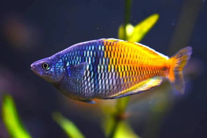 Boesemani rainbow fish swimming in an aquarium slowly