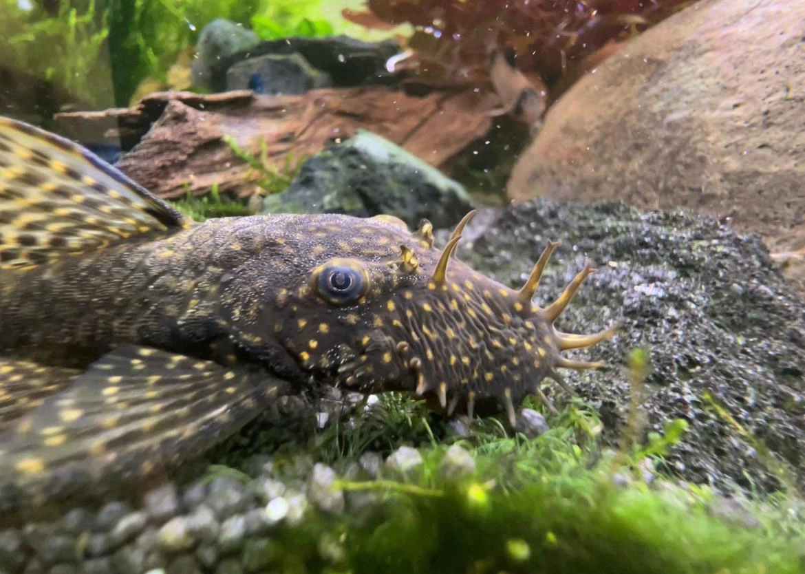 Bristlenose pleco laying at the bottom of an aquarium