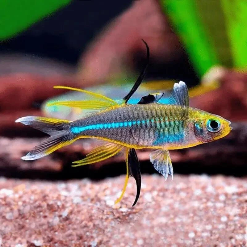 Celebes rainbow fish swimming in an aquarium