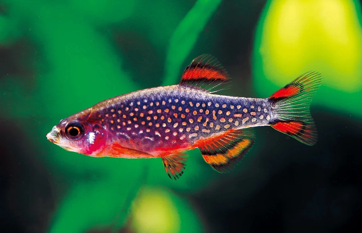 Celestial pearl danio swimming in an aquarium