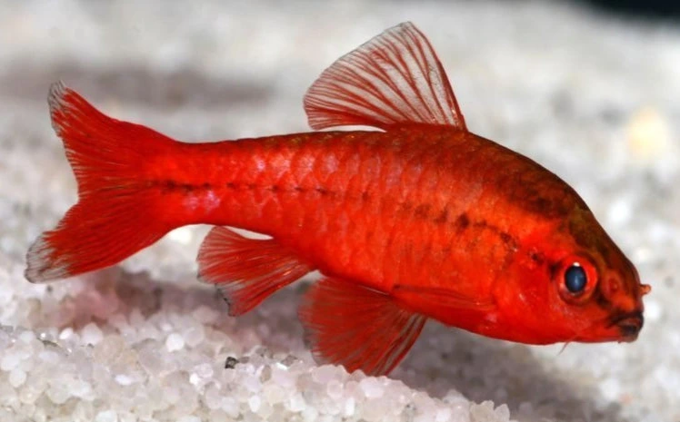 Cherry Barb swimming at the bottom of an aquarium