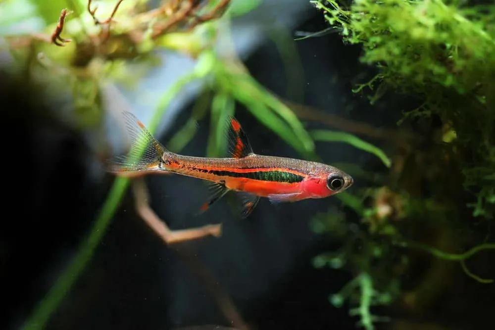 A single chili rasbora swimming in an aquarium