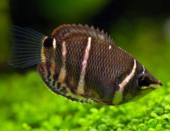 Chocolate gourami swimming near aquarium grass plants
