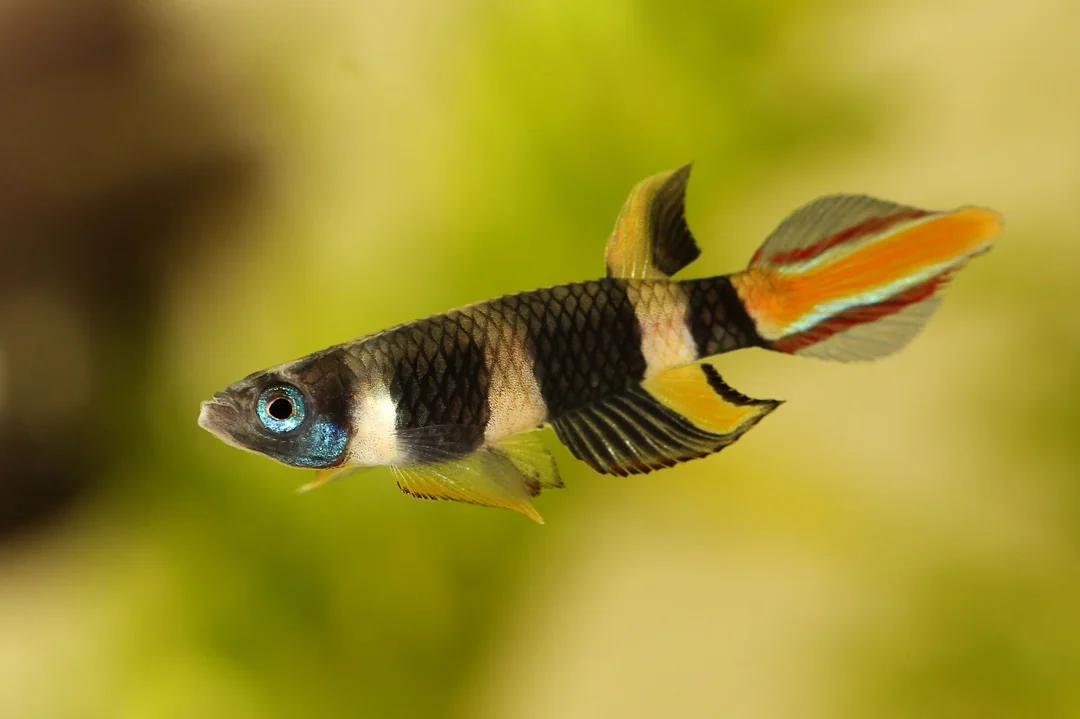 Clown killifish swimming in an aquarium