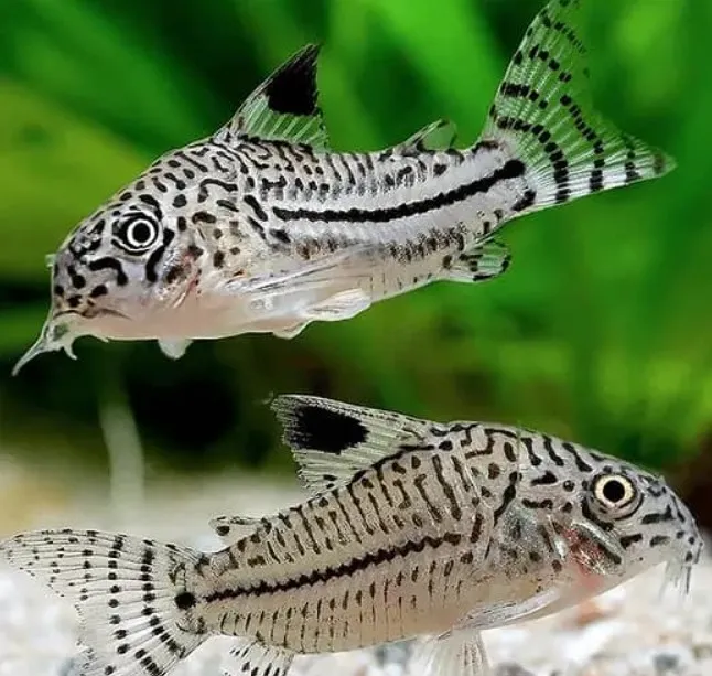 Two corydoras julii swimming near each other at the bottom of an aquarium