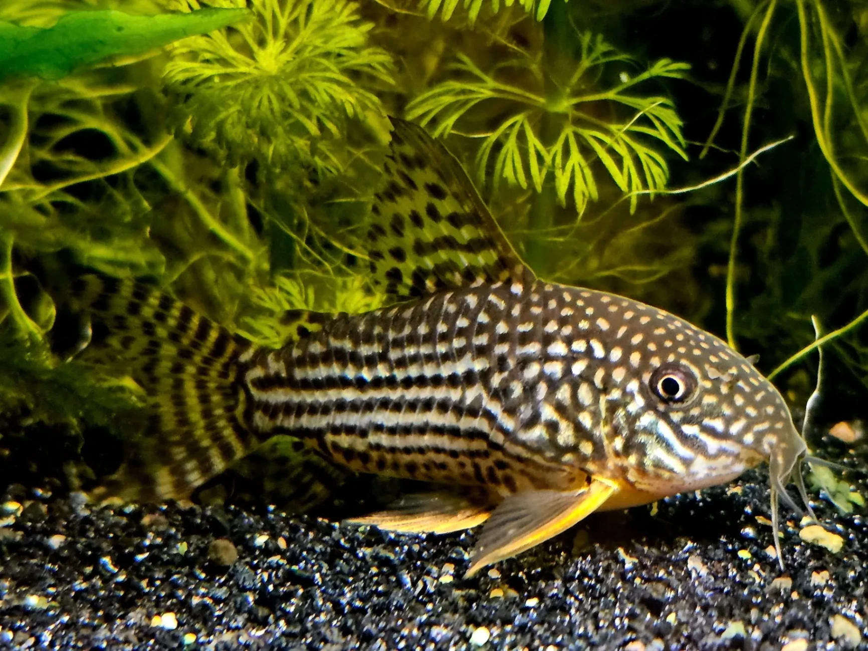 Corydoras sterbai laying at the bottom of an aquarium near aquatic plants