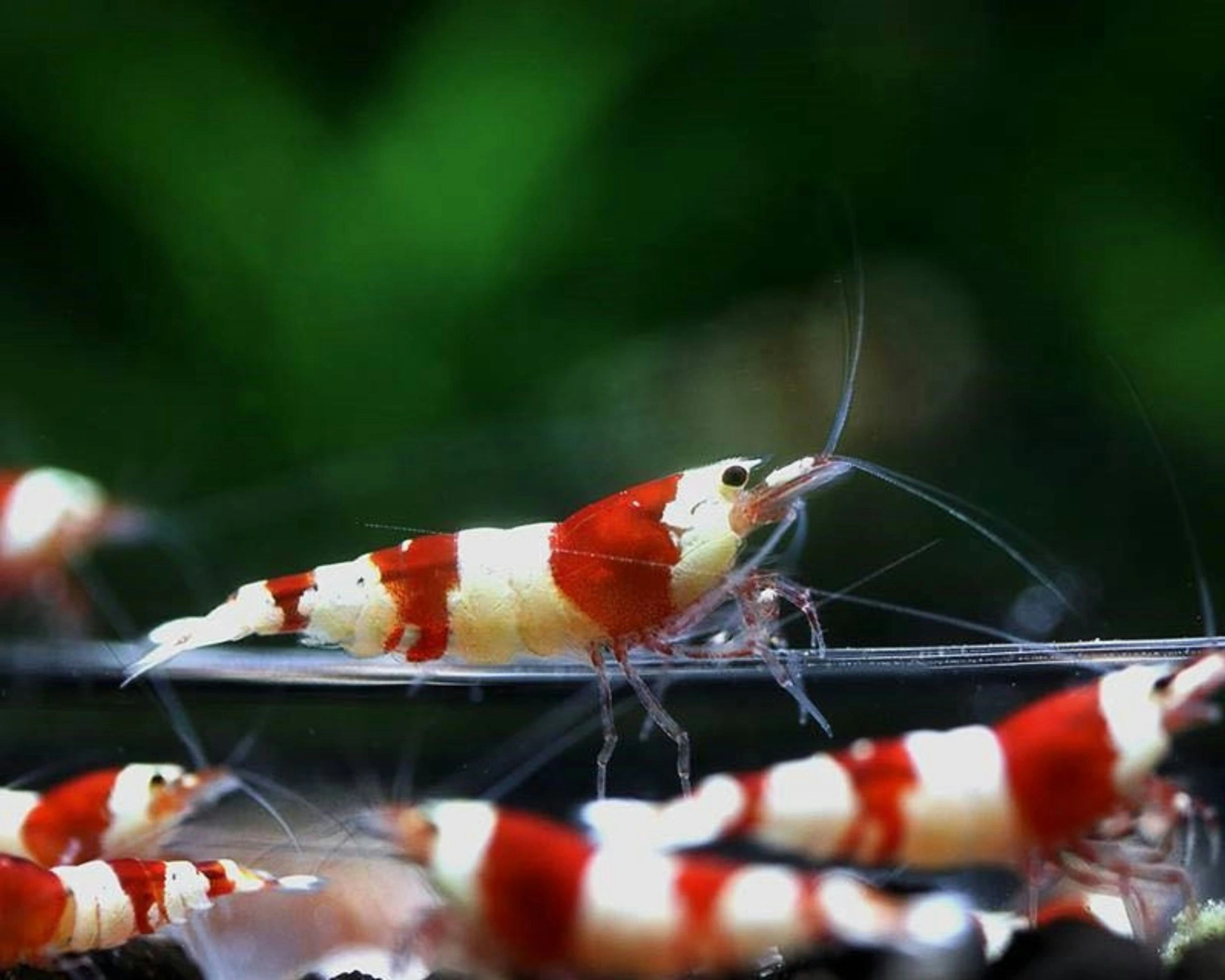 Red crystal caridina shrimp standing on a glass feeder in an aquarium