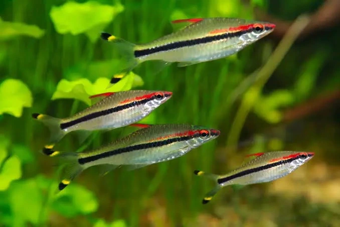 A group of denison barbs swimming in an aquarium