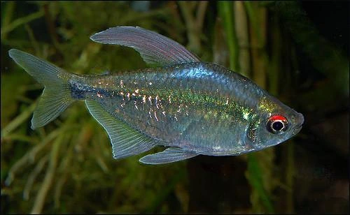 A diamond tetra swimming at the bottom of an aquarium