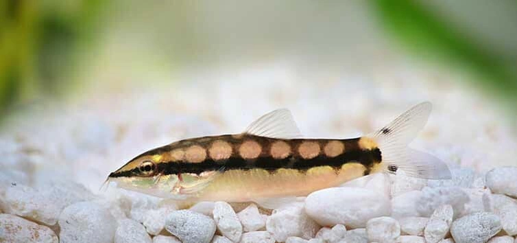Dwarf chain loach laying on white rock substrate in an aquarium