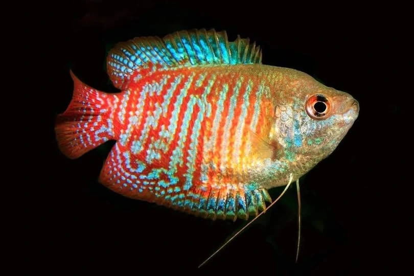 Dwarf Gourami swimming slowly in an aquarium