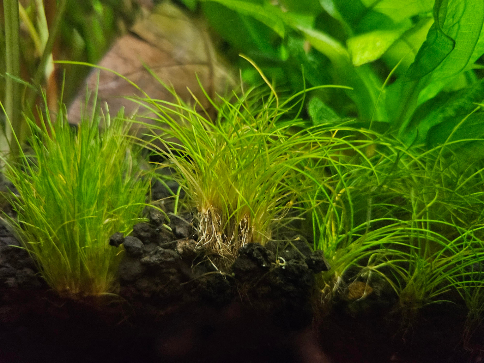 Dwarf hairgrass (Eleocharis parvula) forming a short green lawn of fine grass blades across an aquarium foreground