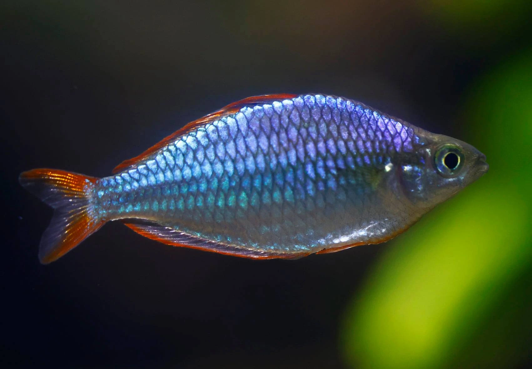 Dwarf neon rainbowfish swimming slowly in an aquarium