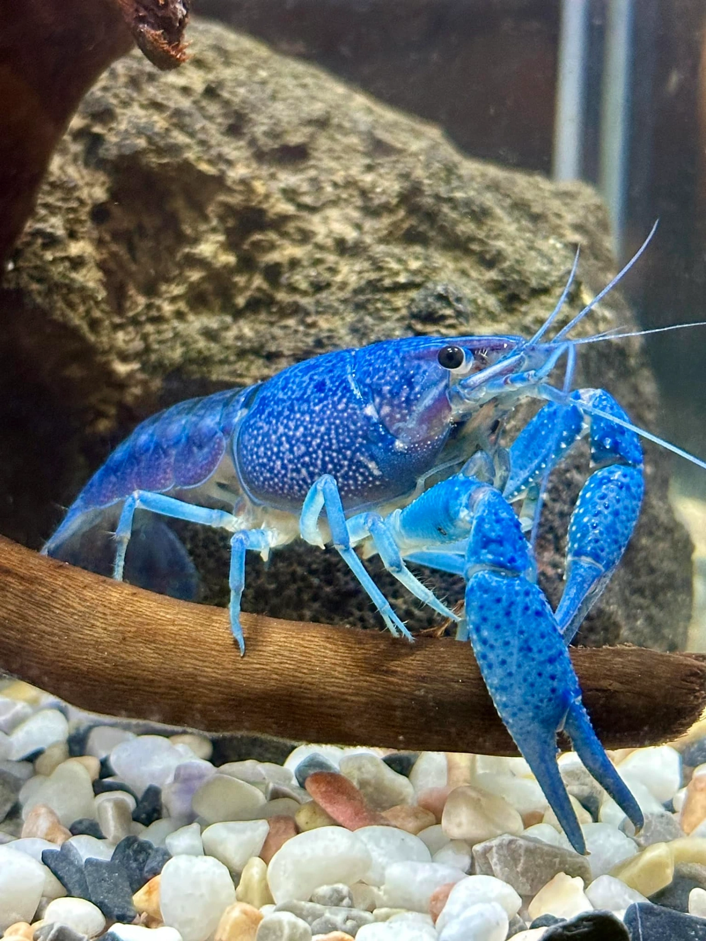 Electric blue crayfish walking on aquarium substrate