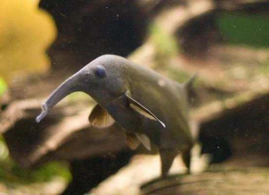 Elephant nose fish swimming near fish tank rocks and some driftwood
