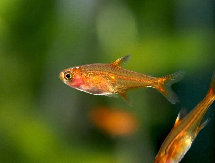 Orange ember tetra swimming in an aquarium