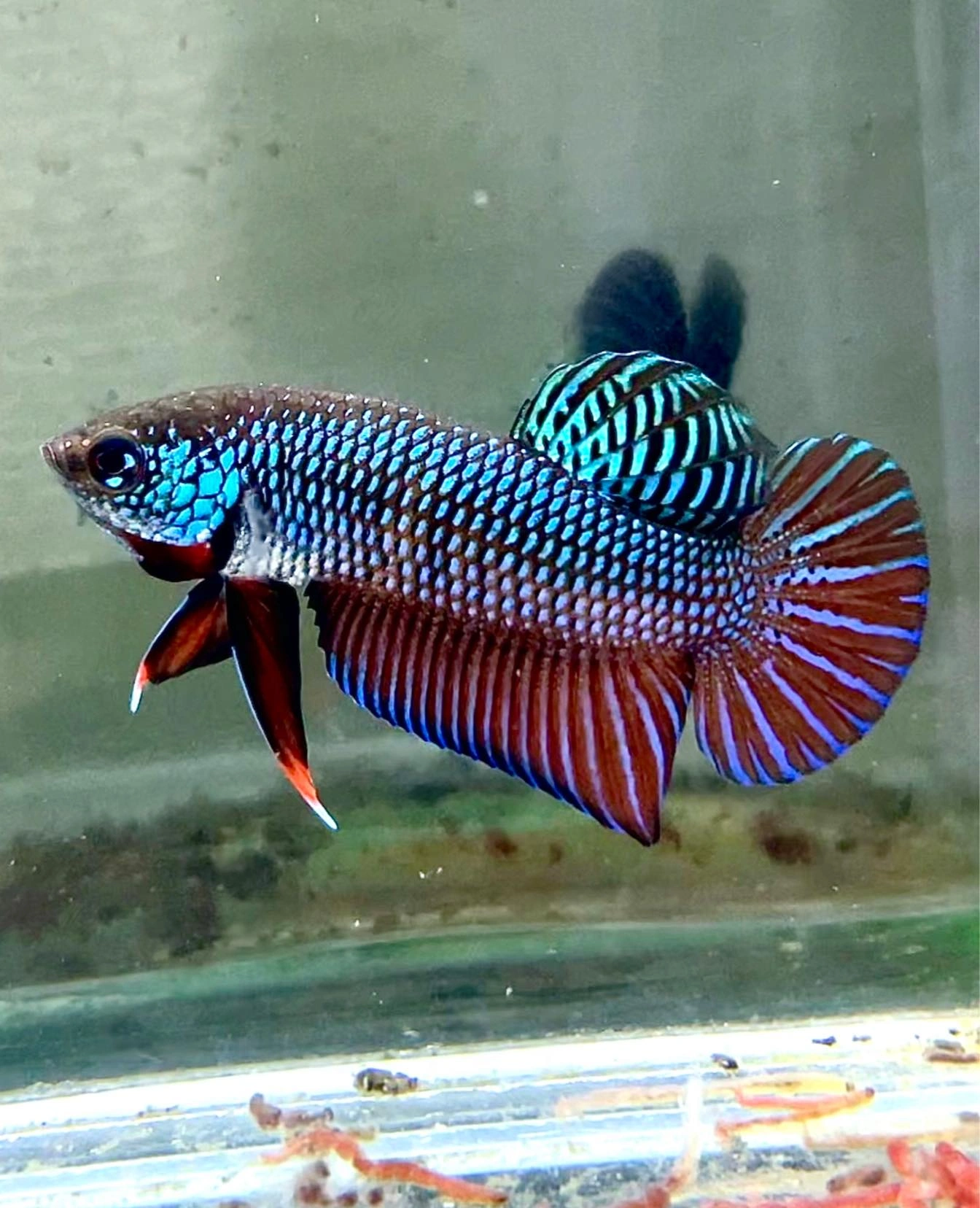 Betta smaragdina swimming at the bottom of an empty fish tank
