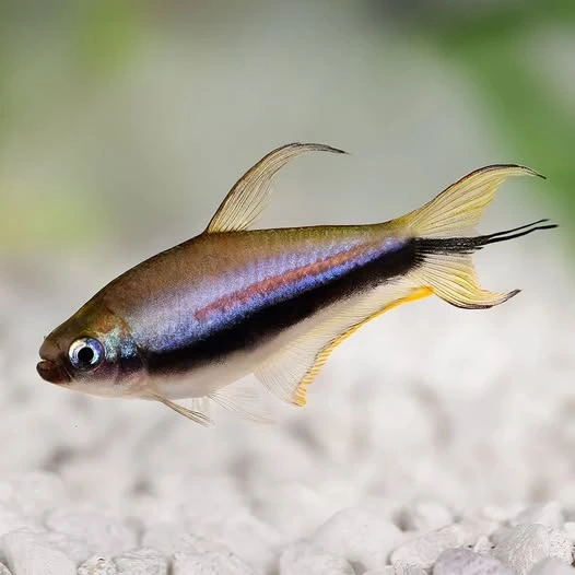 Emperor tetra looking for food near aquarium substrate