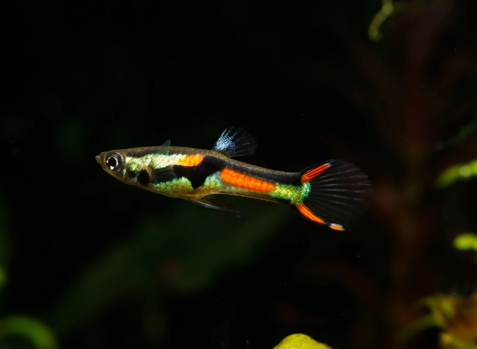 Endler's livebearer swimming in an aquarium