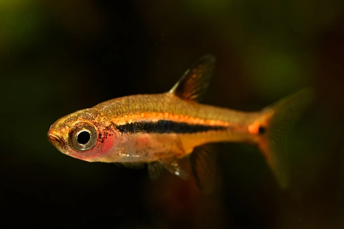 Exclamation point rasbora in a fish tank
