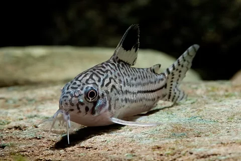 False julii corydora laying on aquarium sand at the bottom of a fish tank