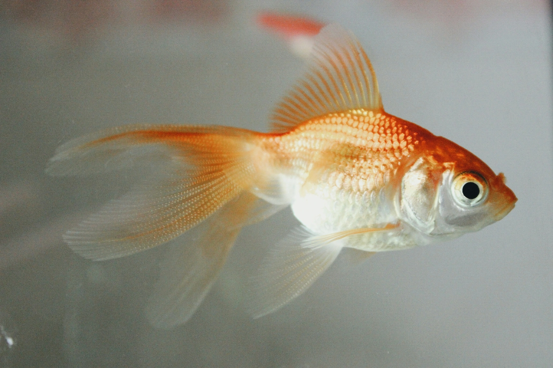 Orange fancy goldfish swimming in an aquarium