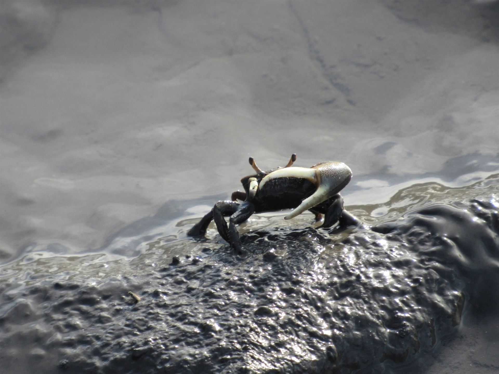 Male fiddler crab at the bottom of a fish tank