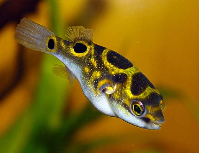 Figure 8 puffer swimming near aquarium plants looking for food
