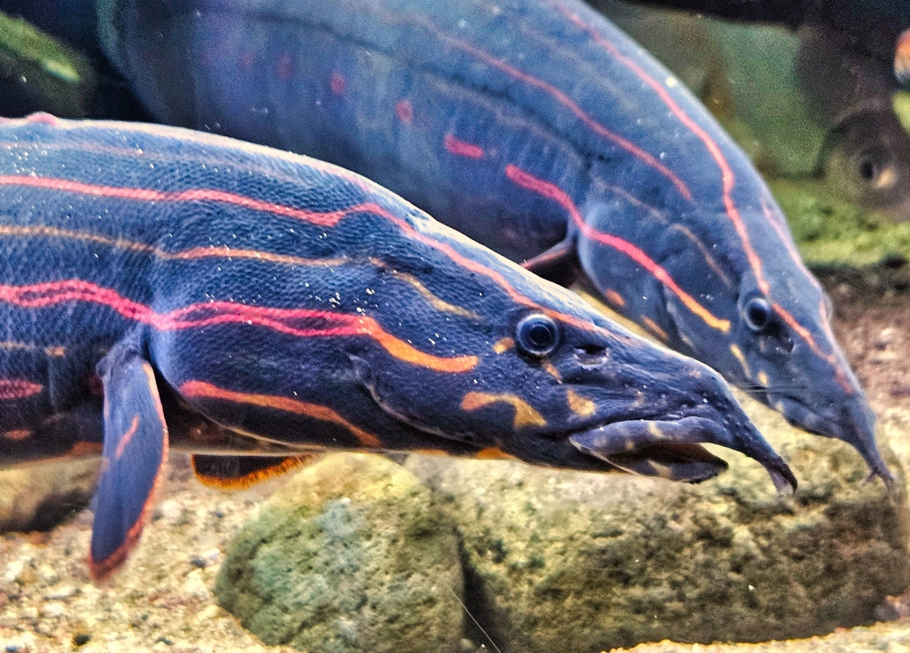 Two fire eels laying at the bottom of a fish tank on substrate
