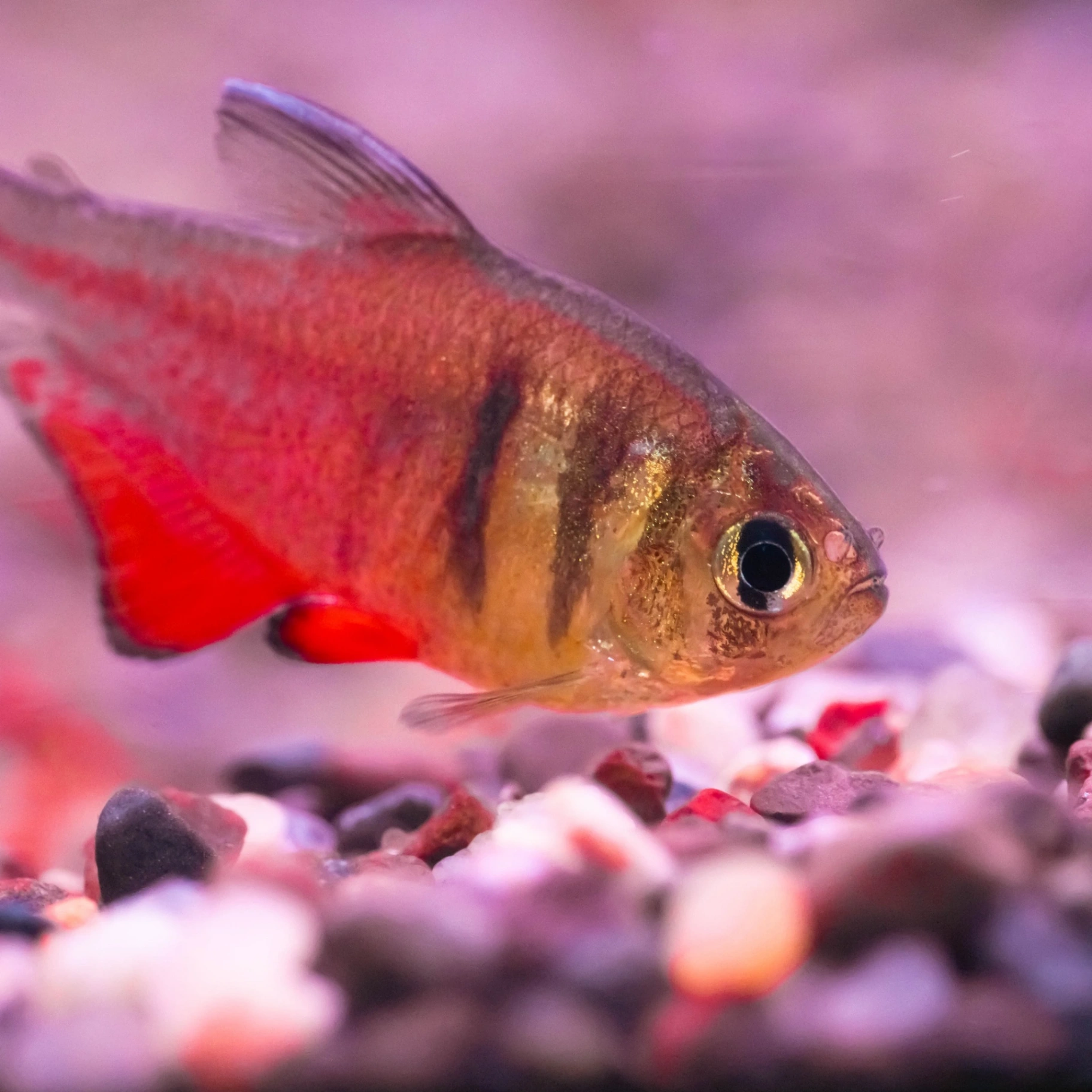 A flame tetra looking for food at the bottom of an aquarium