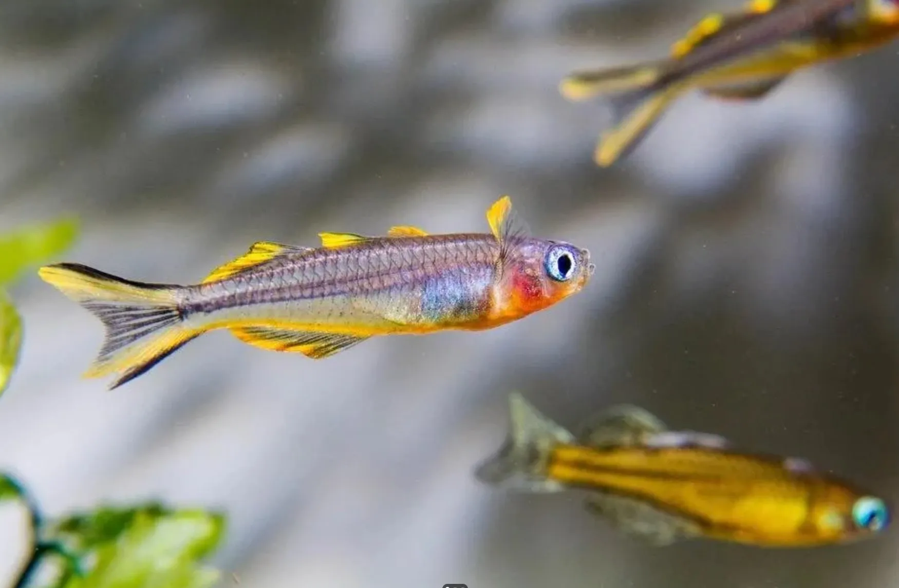 Forktail blue-eyed fish swimming in an aquarium