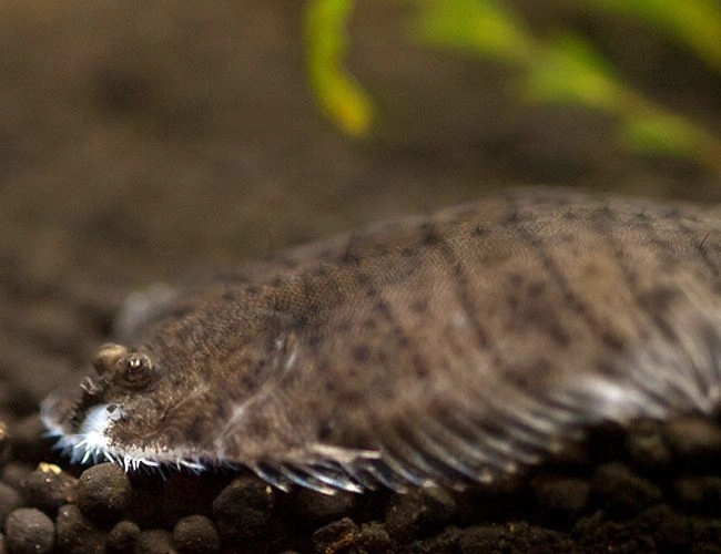 Freshwater flounder laying at the bottom of an aquarium