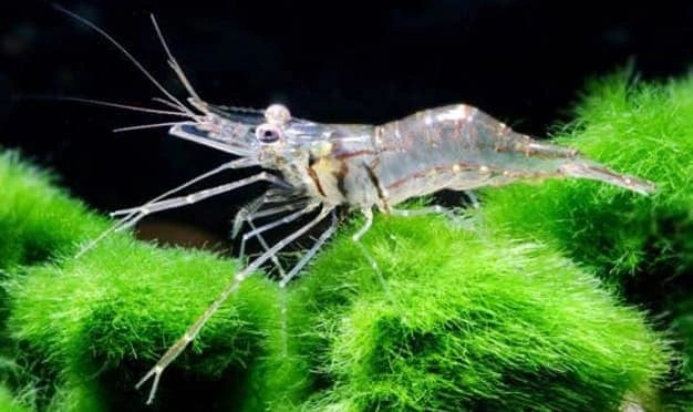 Ghost shrimp eating algae on a marimo moss ball in an aquarium