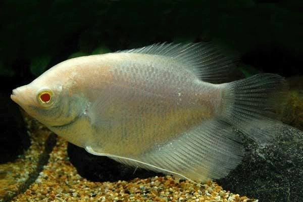 Giant albino gourami swimming near aquarium substrate