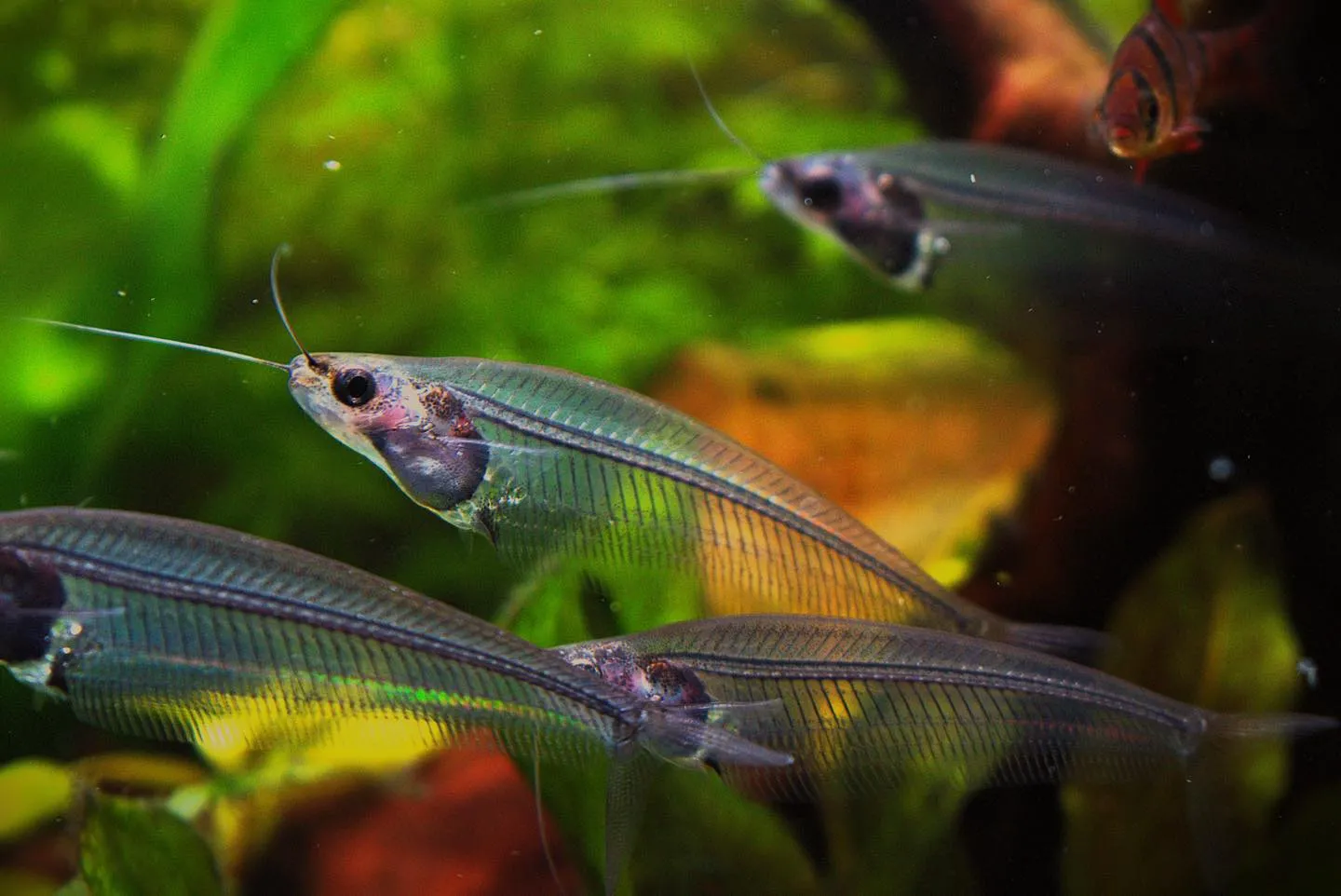 A school of glass catfish swimming together in an aquarium