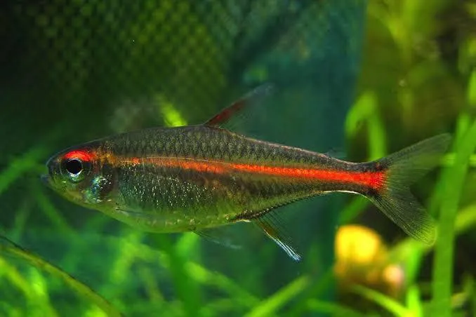 Red glowlight tetra swimming in an aquarium