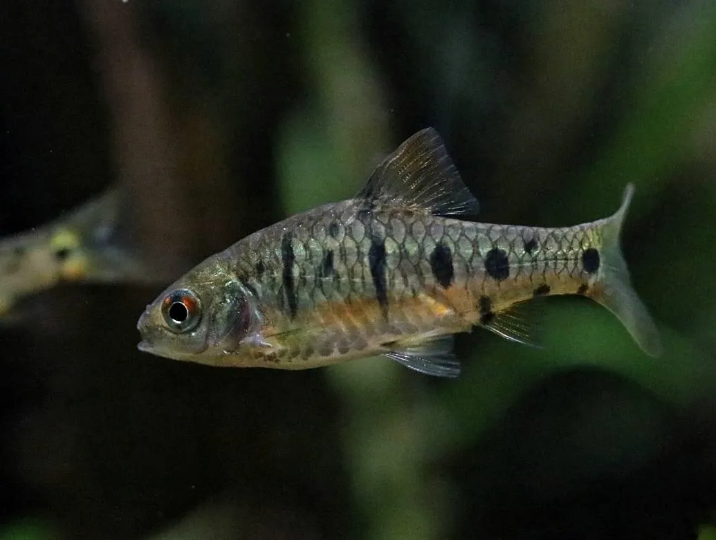 Gold barb swimming in an aquarium