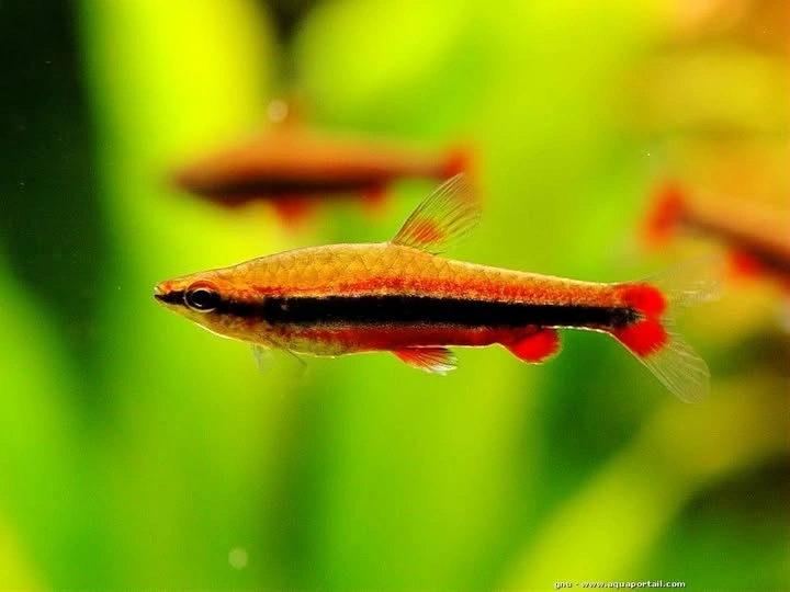 Two golden pencilfish swimming in a planted fish tank