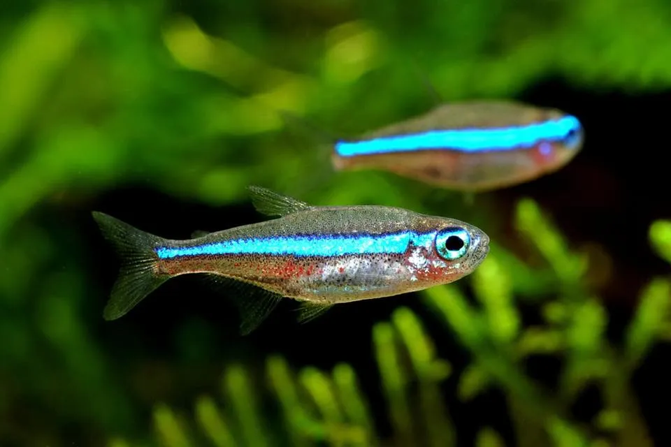Two green neon tetras swimming together in an aquarium