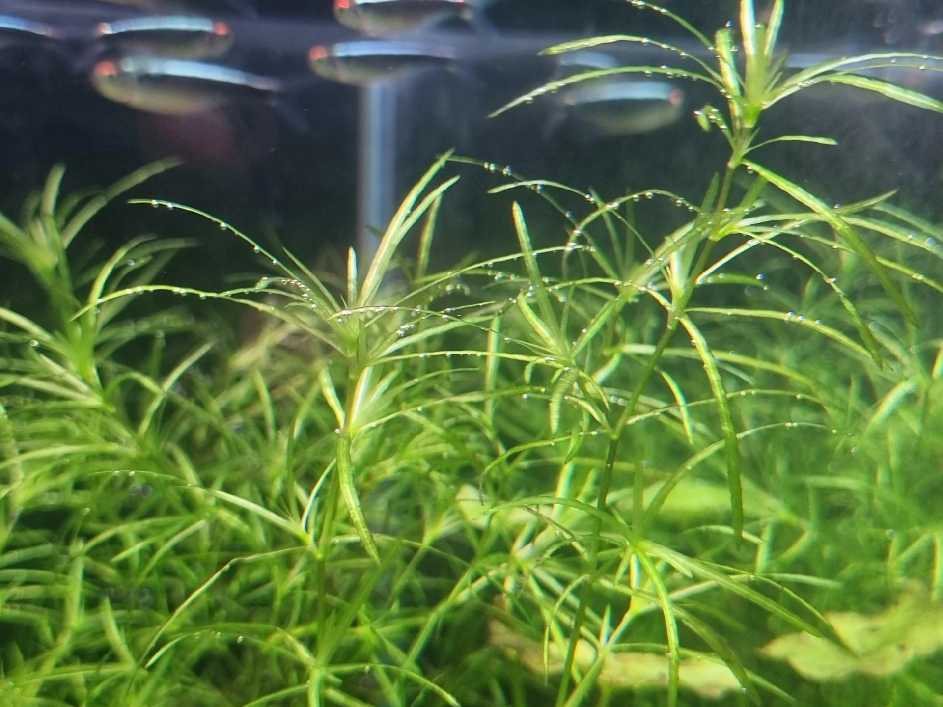 Guppy grass (Najas guadalupensis) forming a dense tangle of fine, narrow bright green leaves on brittle stems