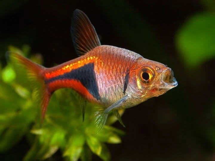 Harlequin Rasbora swimming in the middle of an aquarium