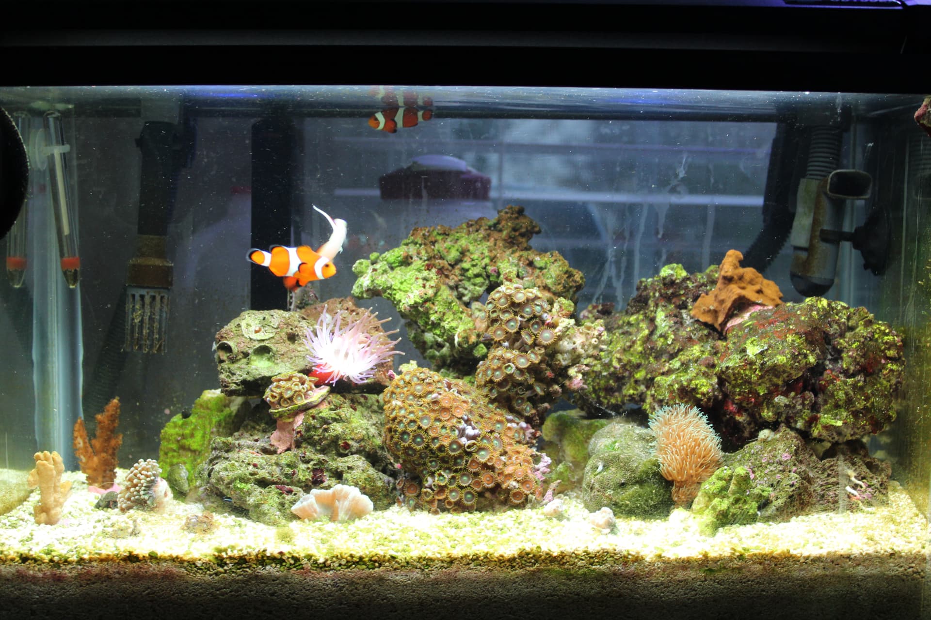 Best Aquarium Heater for a 10 Gallon Tank