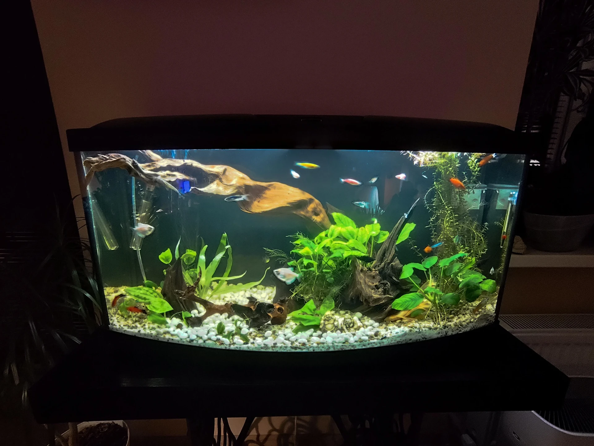 Best Aquarium Heater for a 20 Gallon Tank
