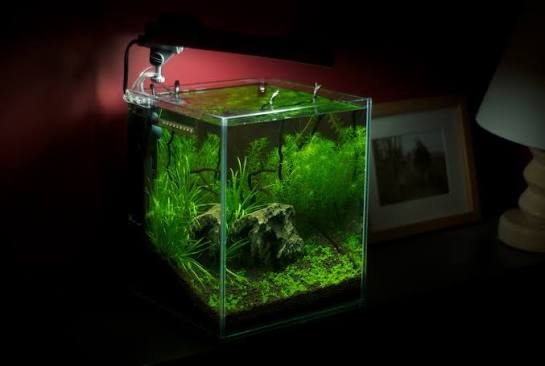 Best Aquarium Heater for a 5 Gallon Tank