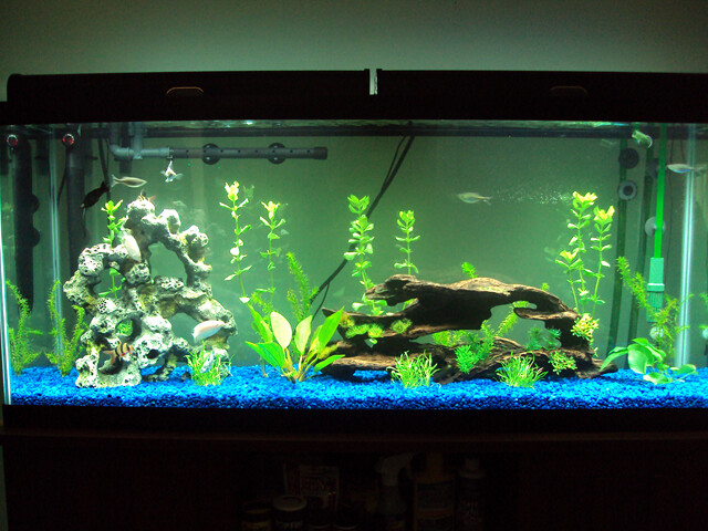 Best Aquarium Heater for a 55 Gallon Tank