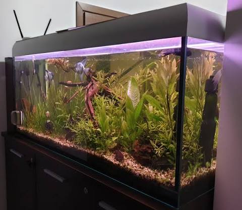 Best Aquarium Heater for a 75 Gallon Tank