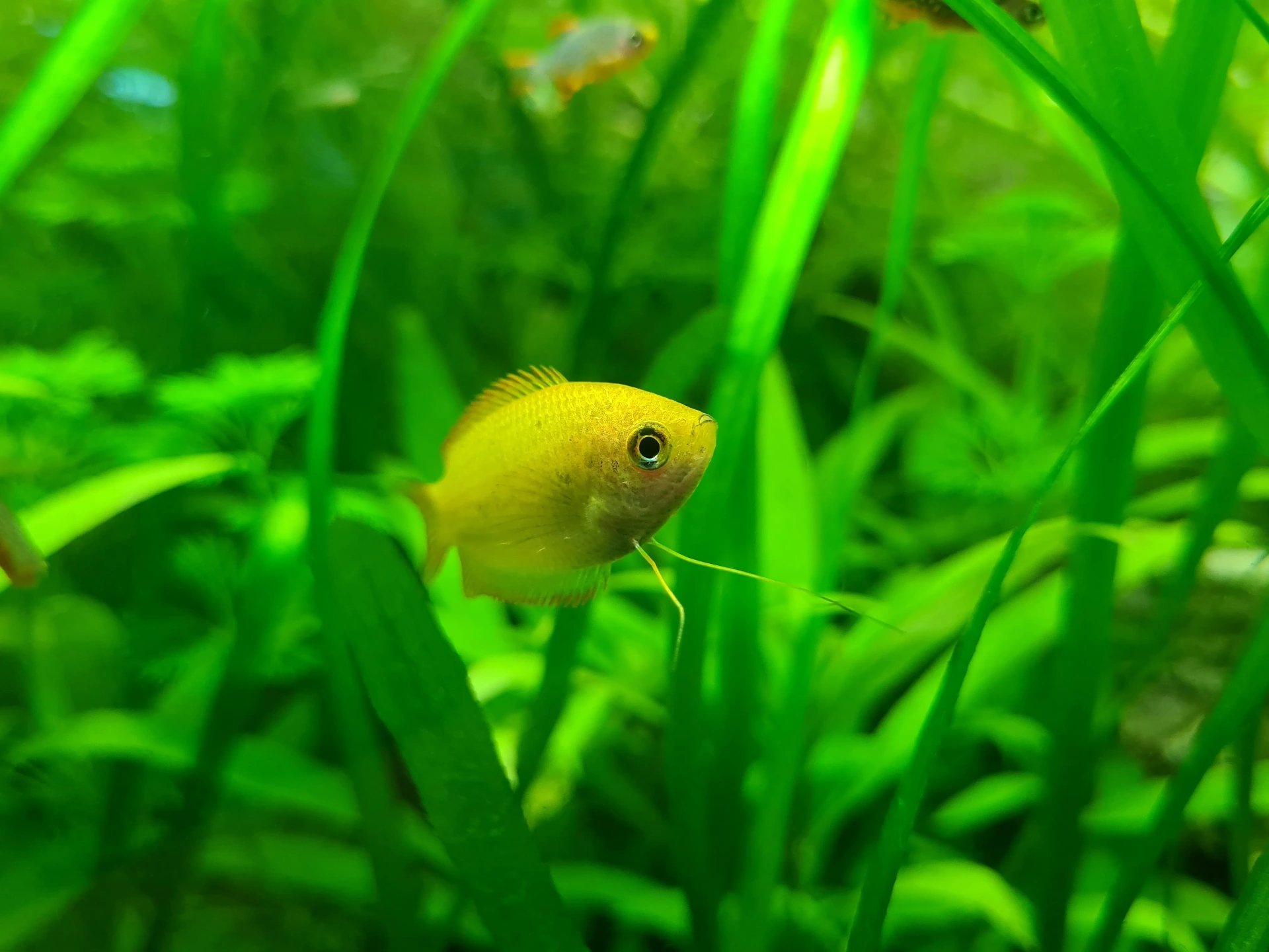 Small yellow honey gourami swimming in aquarium plants